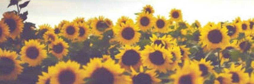 lapolispepe's profile banner image