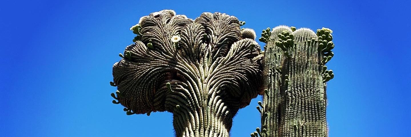 Amanda R. Tachine, Ph.D. banner