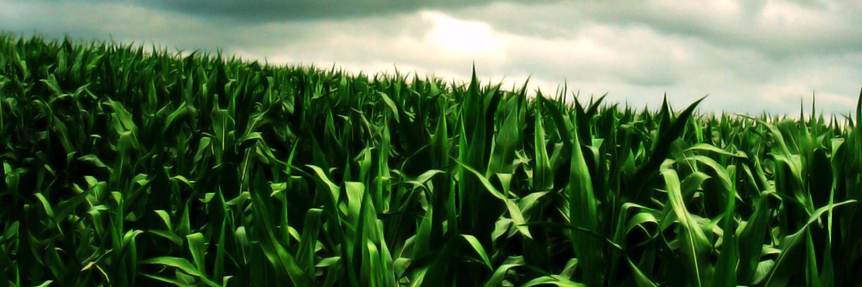 bpsinghlko's profile banner image