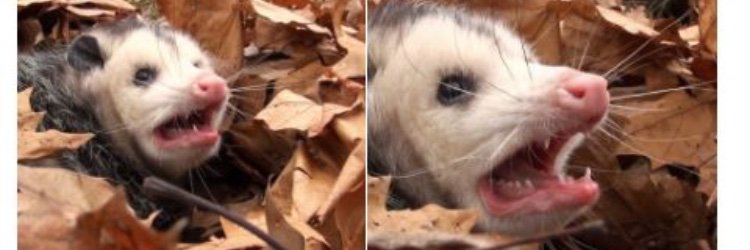 Laura Thacker banner