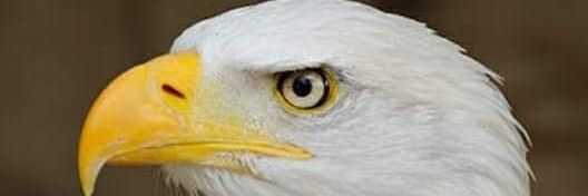 Prince_Jib's profile banner image