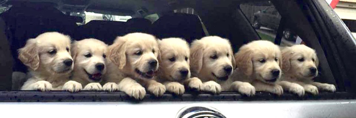 愛犬家過ぎる丸 banner