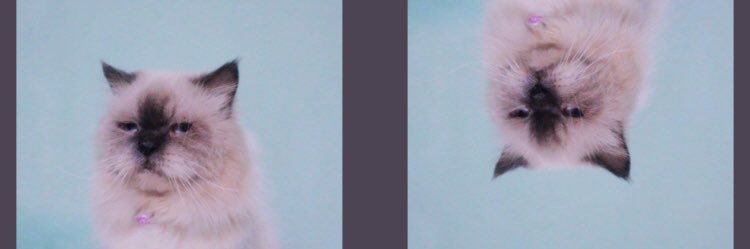 Bellaanp's profile banner image