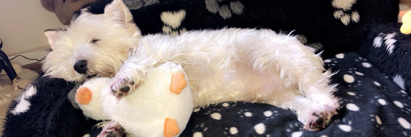 Buster 🐶💙🐾 - Fly High Toby 🌈🐶🐾💔 banner