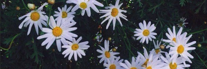 melibandin's profile banner image