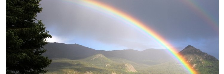 Alison Brunier banner