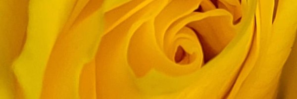 carramba8 Profile Banner