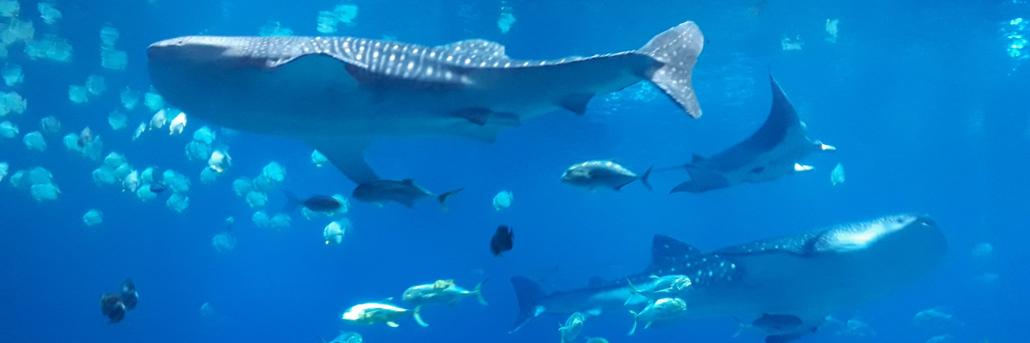 Carolina Reduzzi banner