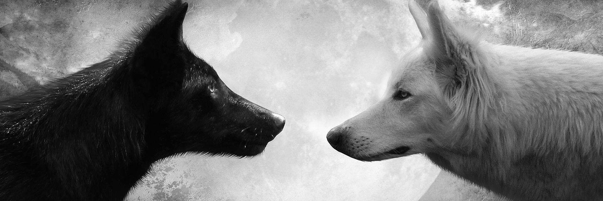 antonio_r_d's profile banner image