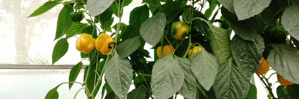 DefarmerAlex Profile Banner