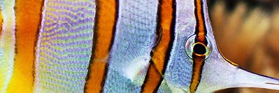 MRyeburn's profile banner image