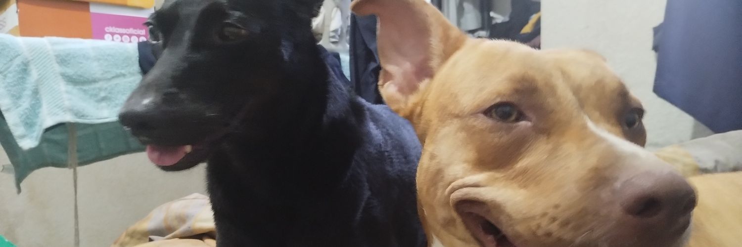 cebelion's profile banner image