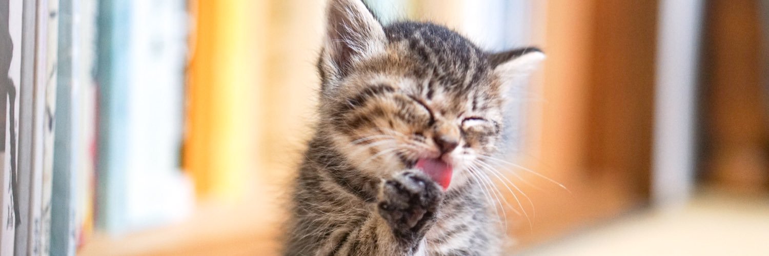 petanimal_'s profile banner image