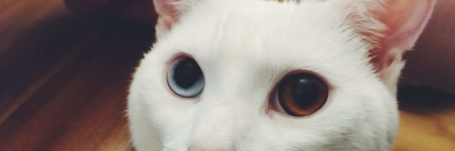 That_Mishi's profile banner image