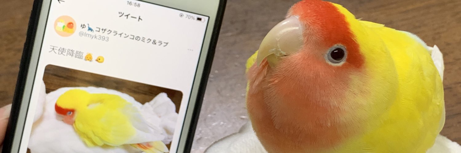 lmyk393's profile banner image