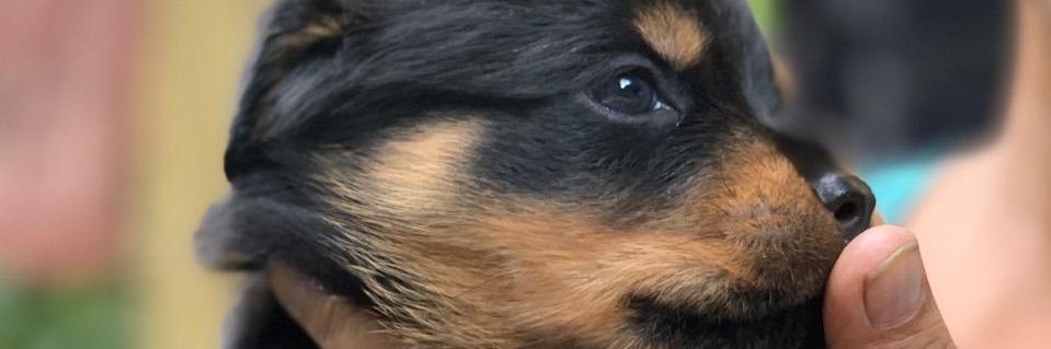 Neeati's profile banner image
