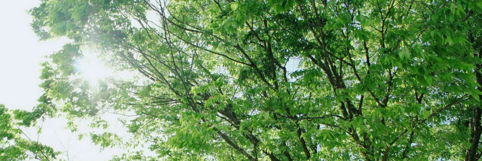 susuki_0818's profile banner image