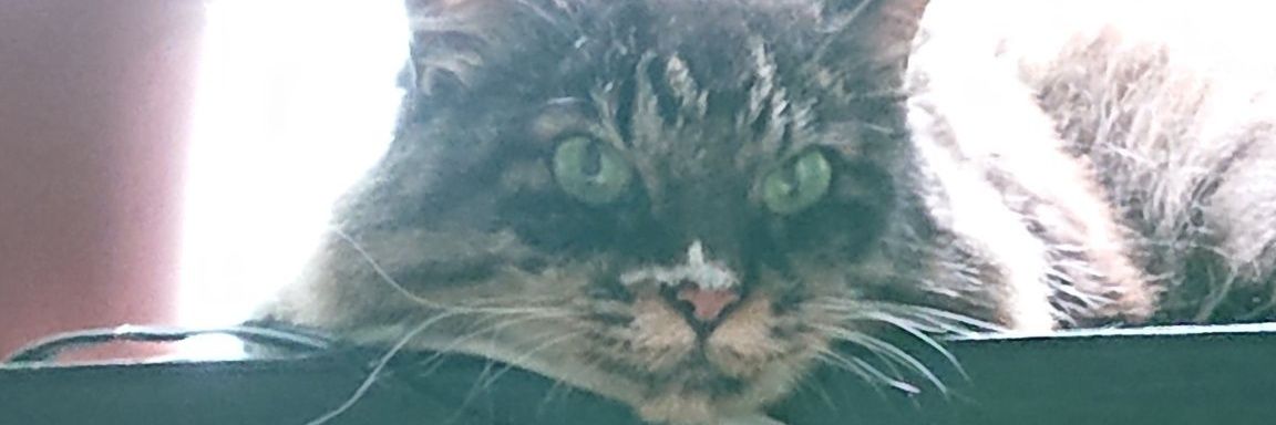 midoream's profile banner image