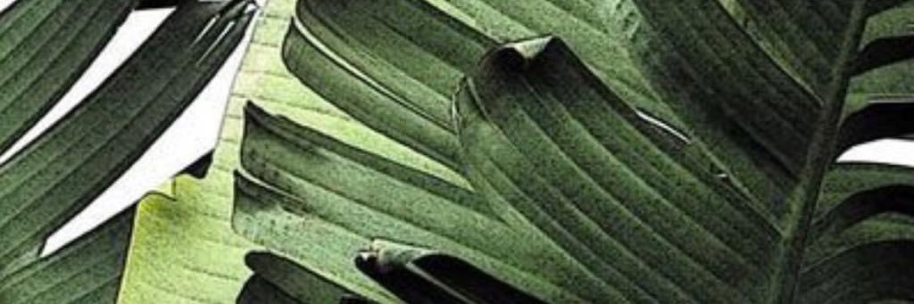 acostasandra_'s profile banner image