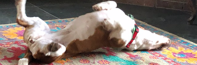 Louise da Basset banner