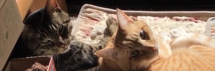 パルプンテ banner