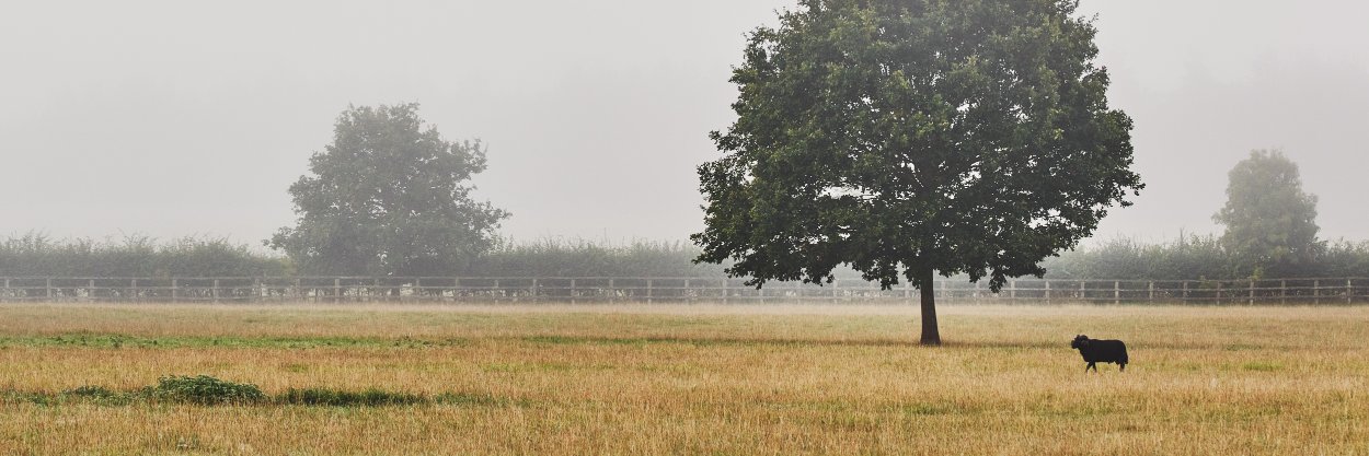 Thyme_England's profile banner image