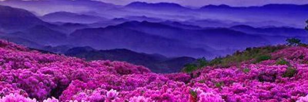 skies111 Profile Banner