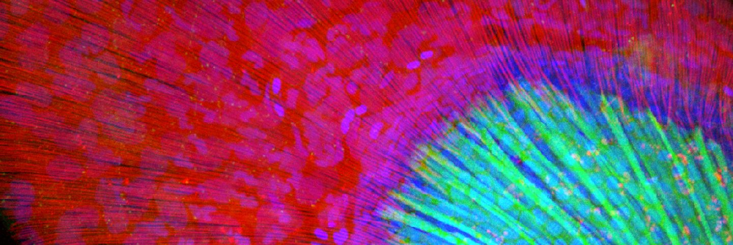 American Society for Cell Biology's banner