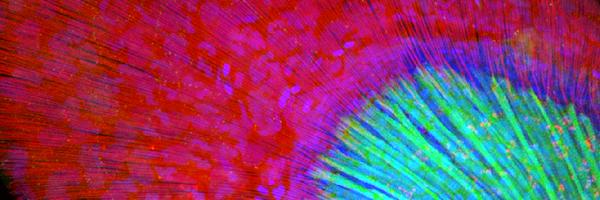 ASCBiology Profile Banner