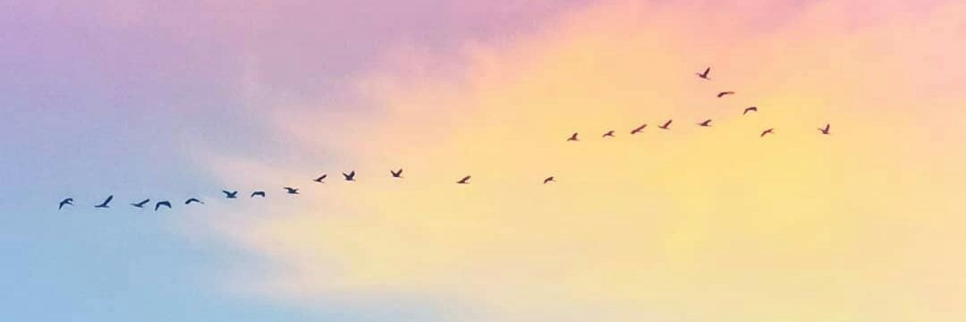 𝑪𝒂𝒓𝒍𝒐𝒔 𝑱𝒖𝒍𝒂𝒋𝒖𝒋 ✨ banner