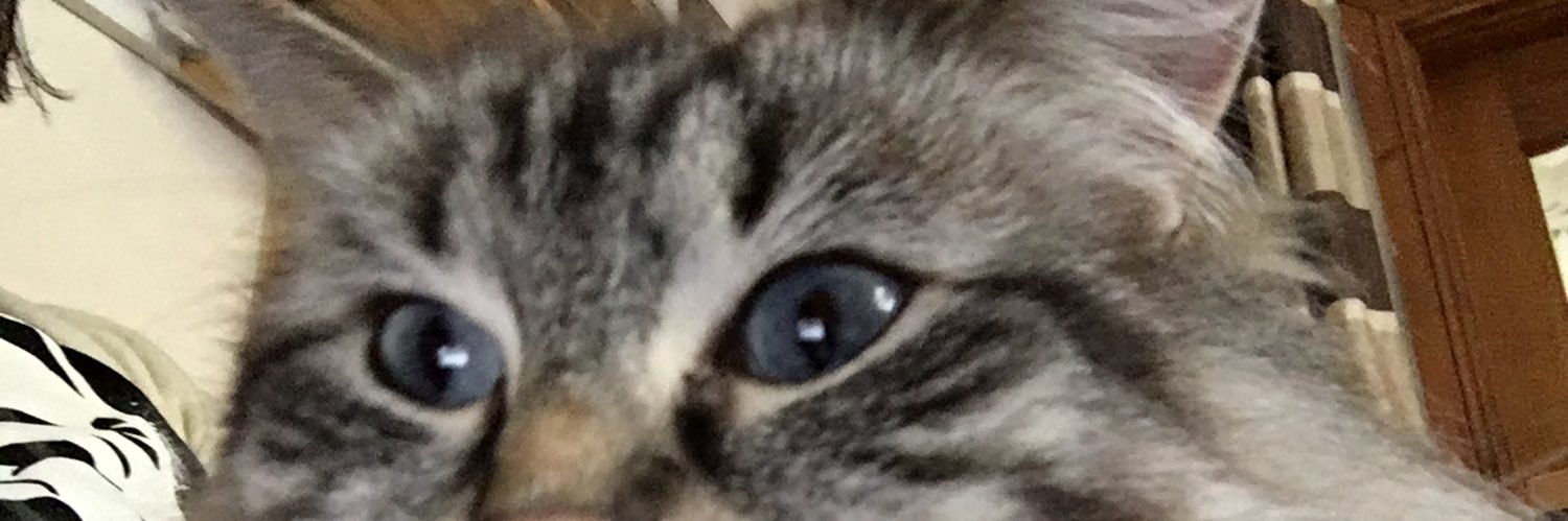 Zxorm with cats banner
