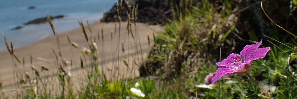 Anglesey Flora Group banner