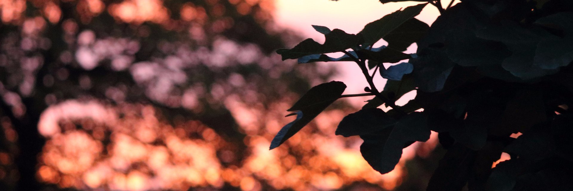 macole111's profile banner image