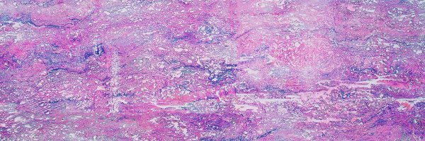 elbcc Profile Banner