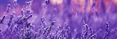 Tiffanyy___'s profile banner image