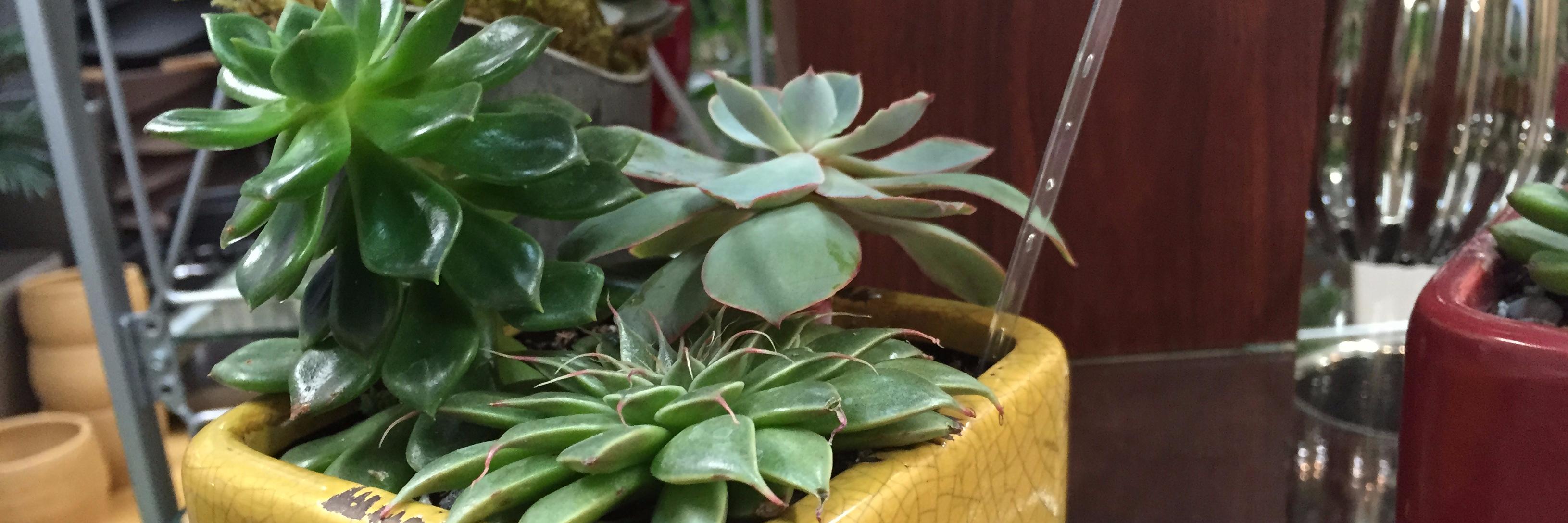 plantjungle's profile banner image