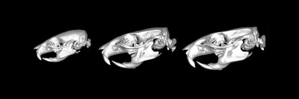 MenegazLab Profile Banner