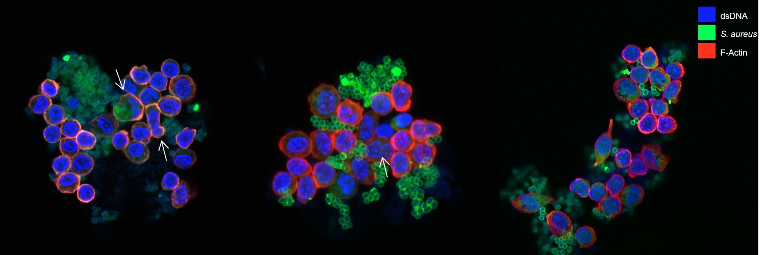 Dr Fiona Sargison banner