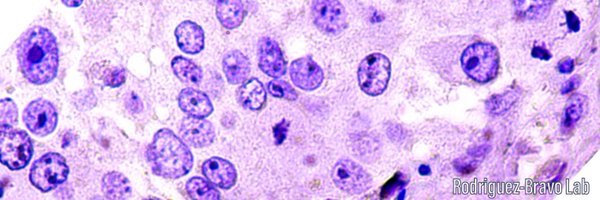 VRodriguezBravo Profile Banner