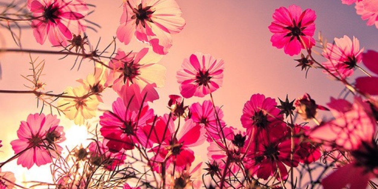 mutiaralaras's profile banner image
