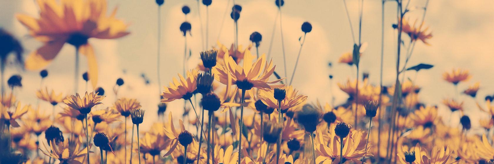 Megan R. Schaefer, PhD banner