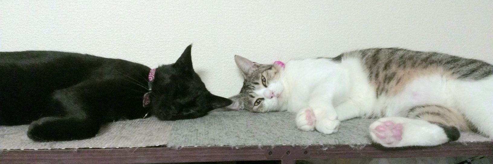 たまちん_ﾊﾝﾄﾞﾒｲﾄﾞｱｸｾｻﾘｰ作家 banner