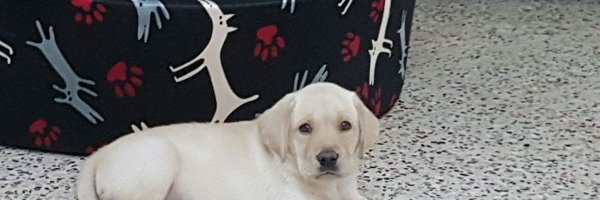 DandaDebashish Profile Banner