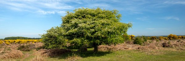 EngNewForest Profile Banner