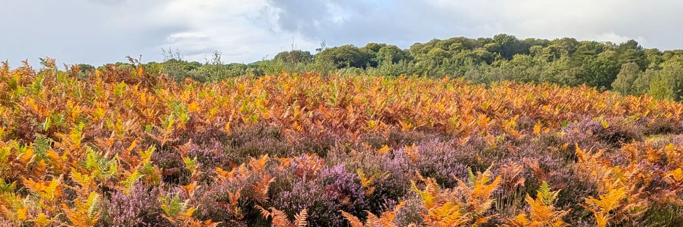 The New Forest - Forestry England banner