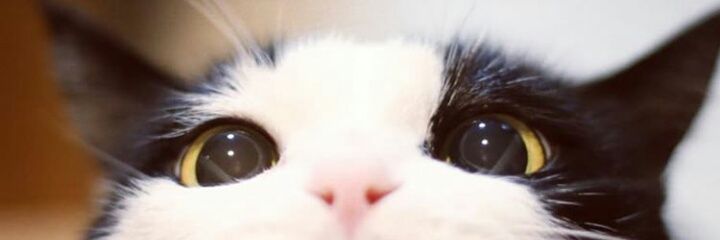 ppas_tel /ผมเป้นตุ้ดครับบ/ banner