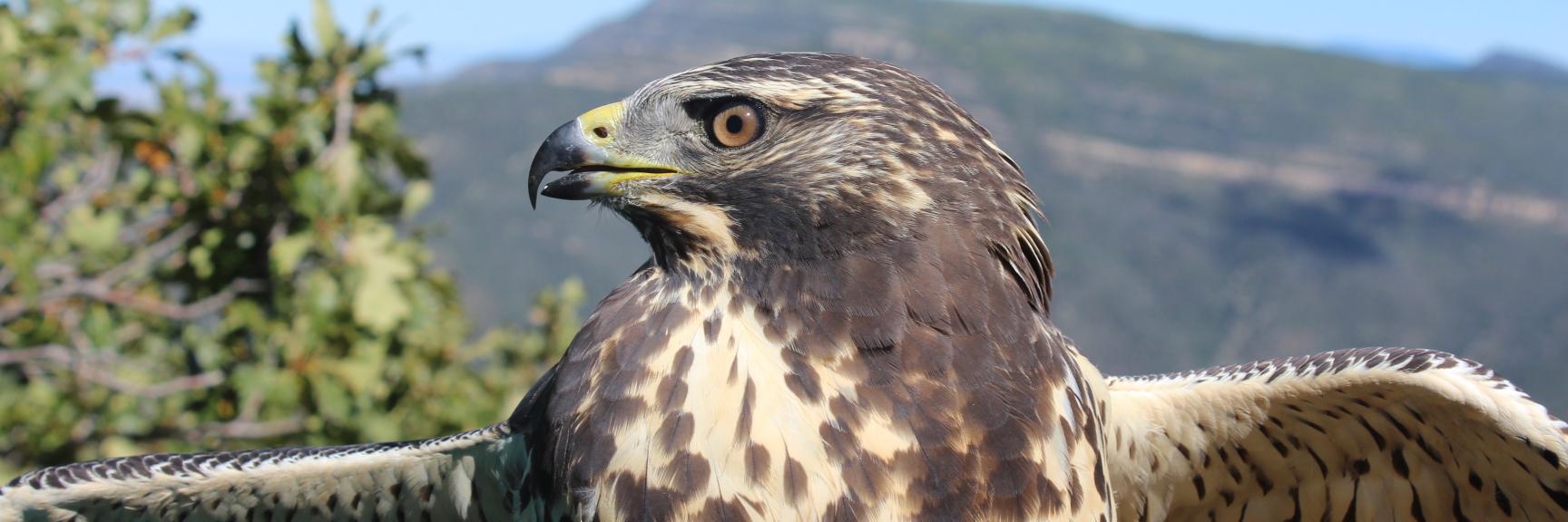 Emily Abernathy, PhD banner