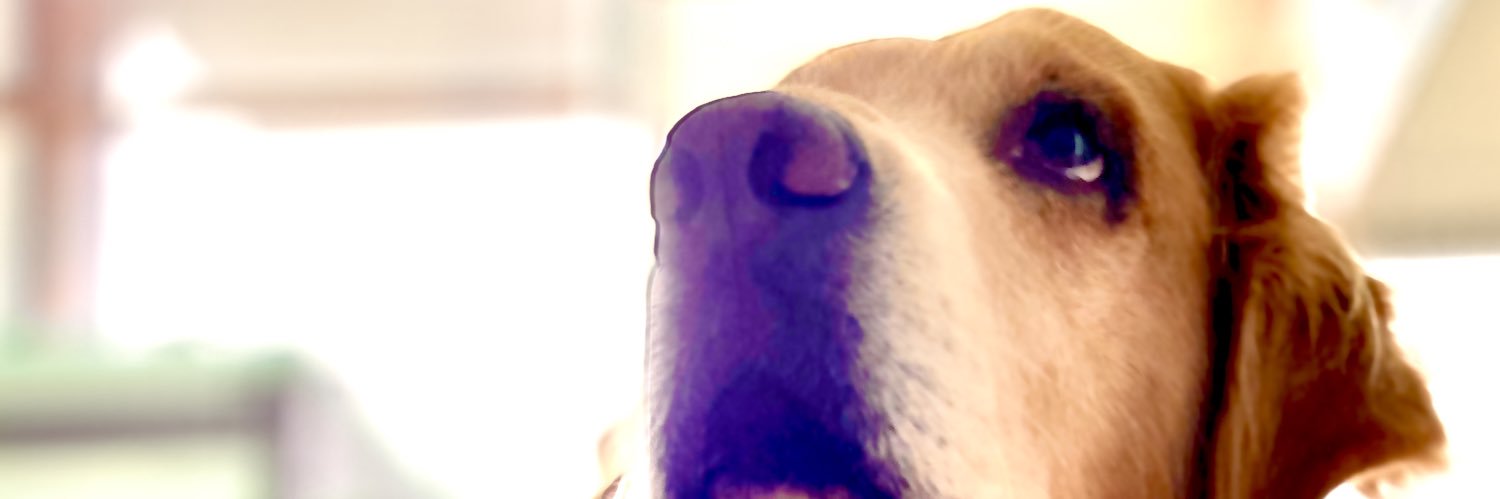 carlitox's profile banner image
