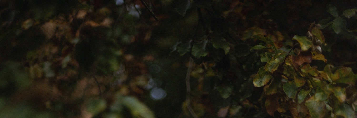 SebDavidsonNL's profile banner image
