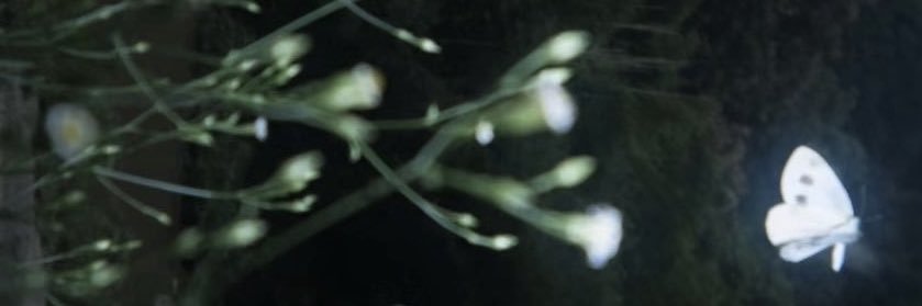 L's banner